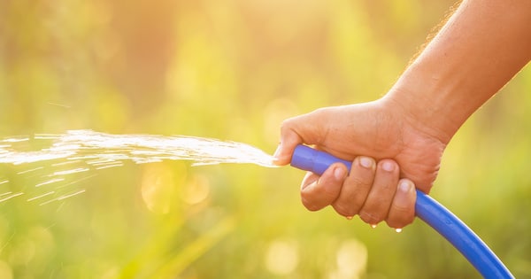 Hand hält Wasserschlauch, um die Gartenpflanzen zu bewässern